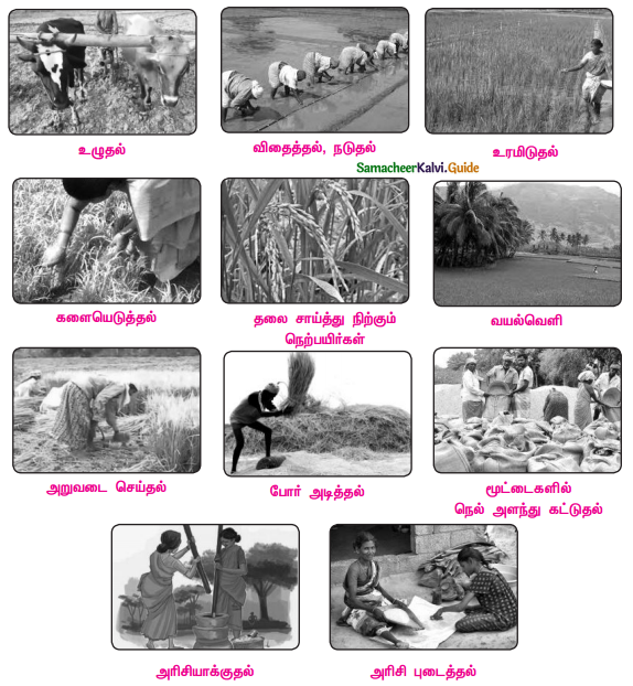 Samacheer Kalvi 9th Tamil Guide Chapter 7.3 முத்தொள்ளாயிரம் - 4