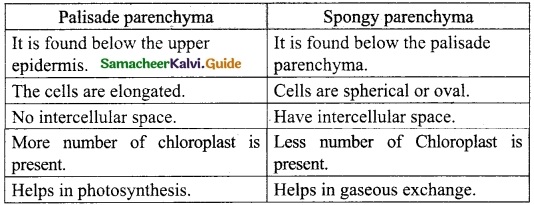 Samacheer Kalvi 10th Science Guide Chapter 12 Plant Anatomy and Plant Physiology 11