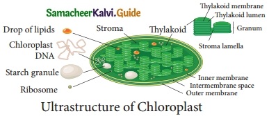 Samacheer Kalvi 10th Science Guide Chapter 12 Plant Anatomy and Plant Physiology 18