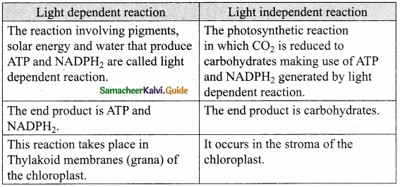 Samacheer Kalvi 10th Science Guide Chapter 12 Plant Anatomy and Plant Physiology 7