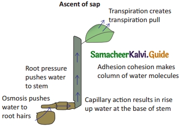 Samacheer Kalvi 10th Science Guide Chapter 14 Transportation in Plants and Circulation in Animals 9
