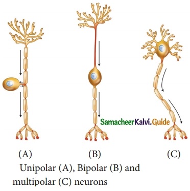 Samacheer Kalvi 10th Science Guide Chapter 15 Nervous System 9