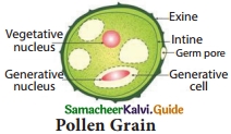 Samacheer Kalvi 10th Science Guide Chapter 17 Reproduction in Plants and Animals 9