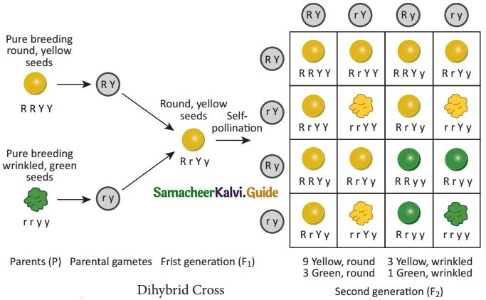 Samacheer Kalvi 10th Science Guide Chapter 18 Heredity 3