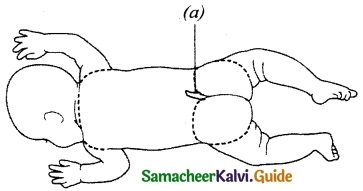 Samacheer Kalvi 10th Science Guide Chapter 19 Origin and Evolution of Life 5
