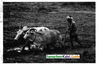 Samacheer Kalvi 5th Tamil Guide Chapter 3.2 படம் இங்கே! பழமொழி எங்கே? - 1