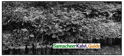 Samacheer Kalvi 5th Tamil Guide Chapter 3.4 சொற்றொடர் அமைப்பு முறை - 9