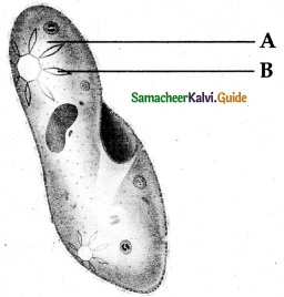 Samacheer Kalvi 6th Science Guide Term 1 Chapter 5 Living World of Animals 3