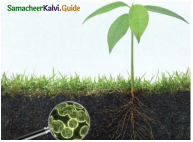 Samacheer Kalvi 6th Science Guide Term 3 Chapter 5 Plants in Daily Life 7