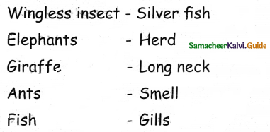 Samacheer Kalvi 4th Science Guide Term 3chapter 2 Life of animals 2