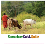 Samacheer Kalvi 5th English Guide Term 1 Supplementary Chapter 2 The Farmer and his Daughters 11