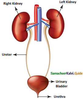 Samacheer Kalvi 5th Science Guide Term 1 Chapter 1 Organ System 10