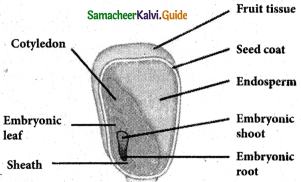 Samacheer Kalvi 5th Science Guide Term 2 Chapter 3 Plants 11