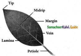 Samacheer Kalvi 5th Science Guide Term 2 Chapter 3 Plants 13
