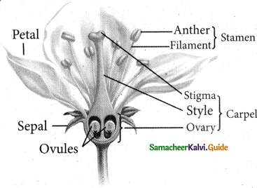 Samacheer Kalvi 5th Science Guide Term 2 Chapter 3 Plants 3