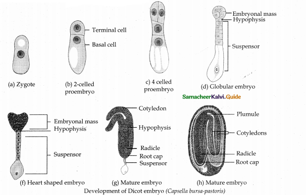 Samacheer Kalvi 12th Bio Botany Guide Chapter 1 Asexual and Sexual Reproduction in Plants (1)