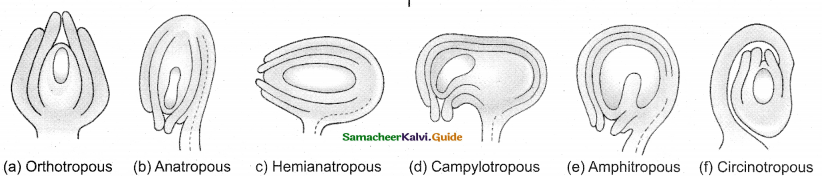 Samacheer Kalvi 12th Bio Botany Guide Chapter 1 Asexual and Sexual Reproduction in Plants (16)