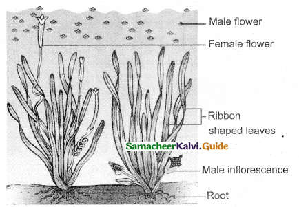 Samacheer Kalvi 12th Bio Botany Guide Chapter 1 Asexual and Sexual Reproduction in Plants (3)