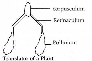 Samacheer Kalvi 12th Bio Botany Guide Chapter 1 Asexual and Sexual Reproduction in Plants (4)