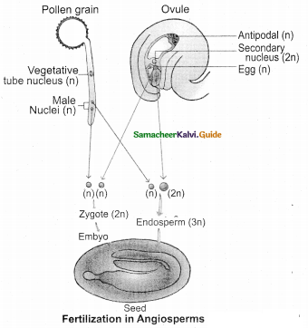 Samacheer Kalvi 12th Bio Botany Guide Chapter 1 Asexual and Sexual Reproduction in Plants (7)