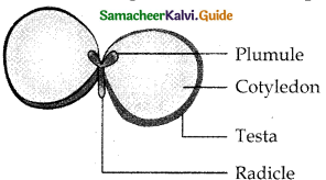Samacheer Kalvi 12th Bio Botany Guide Chapter 1 Asexual and Sexual Reproduction in Plants (8)