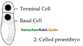 Samacheer Kalvi 12th Bio Botany Guide Chapter 1 Asexual and Sexual Reproduction in Plants (9)