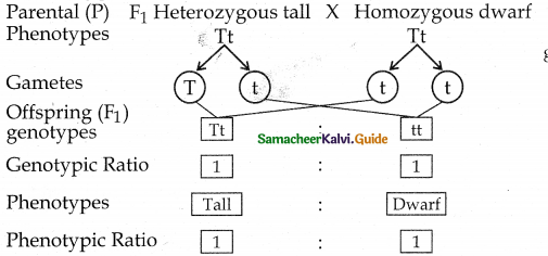 Samacheer Kalvi 12th Bio Botany Guide Chapter 2 Classical Genetics 15