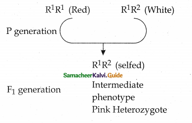 Samacheer Kalvi 12th Bio Botany Guide Chapter 2 Classical Genetics 24