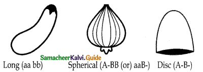 Samacheer Kalvi 12th Bio Botany Guide Chapter 2 Classical Genetics 33