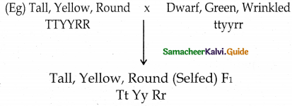 Samacheer Kalvi 12th Bio Botany Guide Chapter 2 Classical Genetics 8