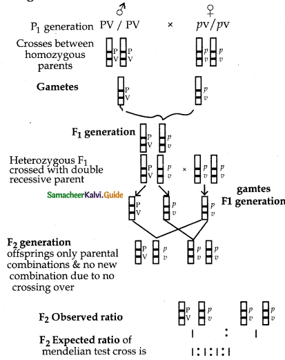 Samacheer Kalvi 12th Bio Botany Guide Chapter 3 Chromosomal Basis of Inheritance 1