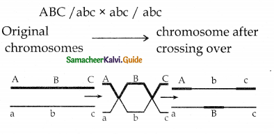 Samacheer Kalvi 12th Bio Botany Guide Chapter 3 Chromosomal Basis of Inheritance 5