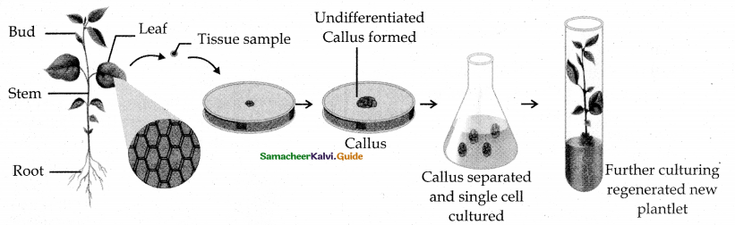 Samacheer Kalvi 12th Bio Botany Guide Chapter 5 Plant Tissue Culture 1