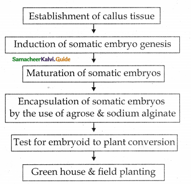 Samacheer Kalvi 12th Bio Botany Guide Chapter 5 Plant Tissue Culture 5