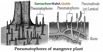 Samacheer Kalvi 12th Bio Botany Guide Chapter 6 Principles of Ecology 15