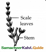 Samacheer Kalvi 12th Bio Botany Guide Chapter 6 Principles of Ecology 19