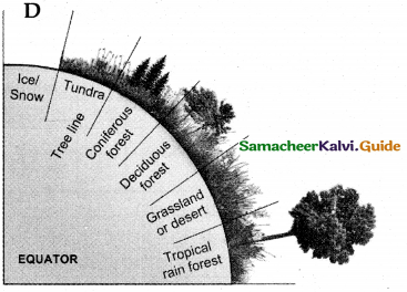 Samacheer Kalvi 12th Bio Botany Guide Chapter 6 Principles of Ecology 21