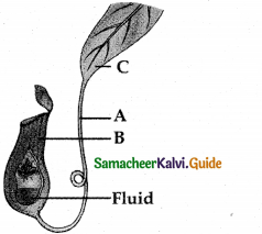 Samacheer Kalvi 12th Bio Botany Guide Chapter 6 Principles of Ecology 26