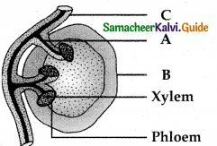 Samacheer Kalvi 12th Bio Botany Guide Chapter 6 Principles of Ecology 27