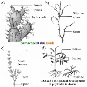 Samacheer Kalvi 12th Bio Botany Guide Chapter 6 Principles of Ecology 30