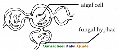 Samacheer Kalvi 12th Bio Botany Guide Chapter 6 Principles of Ecology 5