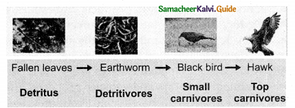 Samacheer Kalvi 12th Bio Botany Guide Chapter 7 Ecosystem 2