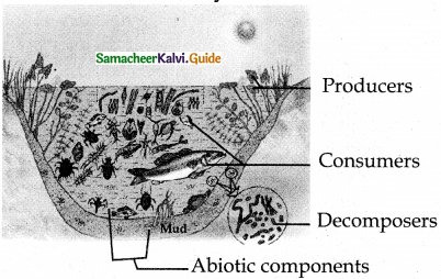 Samacheer Kalvi 12th Bio Botany Guide Chapter 7 Ecosystem 21