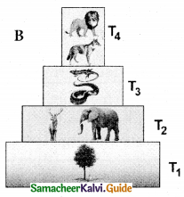 Samacheer Kalvi 12th Bio Botany Guide Chapter 7 Ecosystem 7