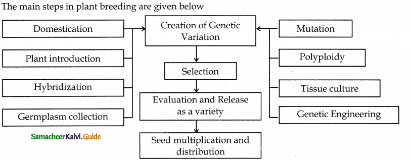 Samacheer Kalvi 12th Bio Botany Guide Chapter 9 Plant Breeding 3