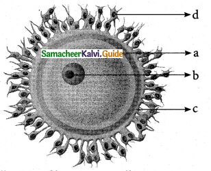 Samacheer Kalvi 12th Bio Zoology Guide Chapter 2 Human Reproduction 4