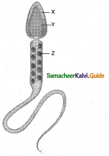 Samacheer Kalvi 12th Bio Zoology Guide Chapter 2 Human Reproduction 7