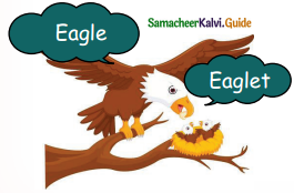 Samacheer Kalvi 5th English Guide Term 3 Prose Chapter 3 The Monster Tree 6
