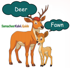 Samacheer Kalvi 5th English Guide Term 3 Prose Chapter 3 The Monster Tree 9
