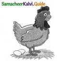 Samacheer Kalvi 5th English Guide Term 3 poem 2 The Dreamer 12